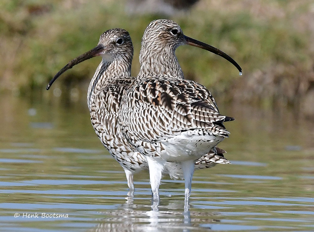 Wulpen in Gruttoland