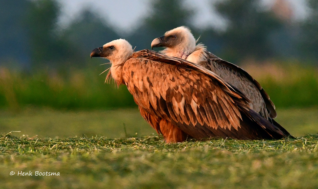 Vale gieren tussen Wommels en Kûbaard